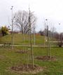 Padova: Saranno piantati 100 nuovi alberi